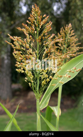 Sorgo, sorgo, Jowar Kafir o mais, sorgo bicolore, Poaceae. Aka miglio indiano, Miglio africano, Guinea grano e mais Kaffir. Foto Stock