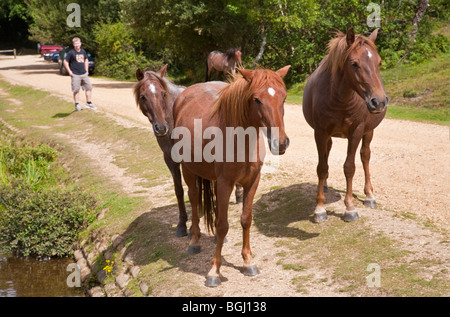 New Forest pony accanto al laghetto Eyeworth; vicino Fritham; nuova foresta; Hampshire Foto Stock