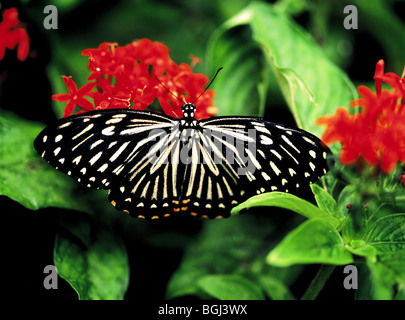 Mime comuni (Chilasa clytia) farfalla sul fiore rosso Foto Stock