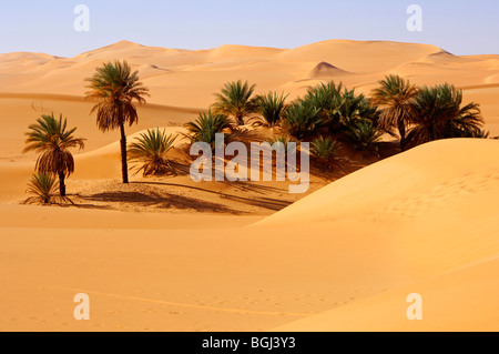 Alberi di palma cresce nella calda sabbia del deserto, Mandara valley, Awbari sabbia Mare e deserto del Sahara, Libia Foto Stock