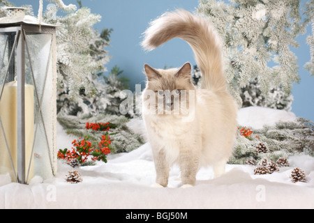 Natale: Neva Masquarade cat - in piedi nella neve Foto Stock