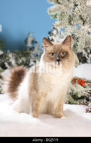 Natale: Neva Masquarade cat - seduta nella neve Foto Stock