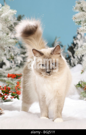 Natale: Neva Masquarade cat - in piedi nella neve Foto Stock