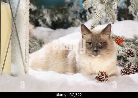 Natale: Neva Masquarade cat - giacente nella neve Foto Stock