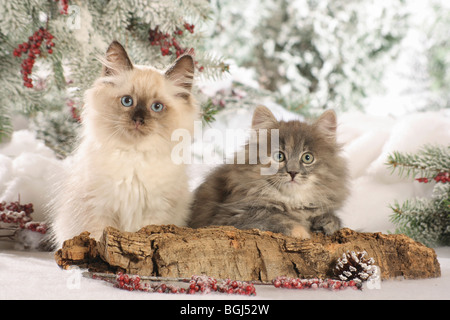 Natale: Neva Masquarade e gatto Siberiano cuccioli nella neve Foto Stock