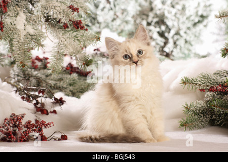 Neva Masquarade cat - kitten seduta nella neve Foto Stock