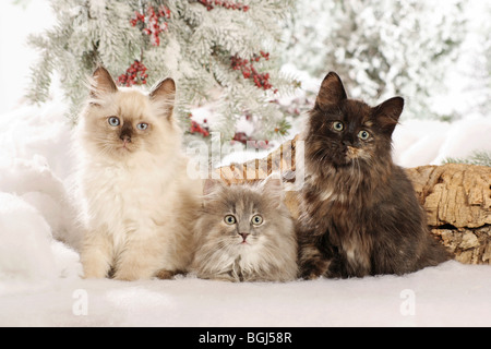 Neva Masquarade gattino e due gattini siberiani nella neve Foto Stock