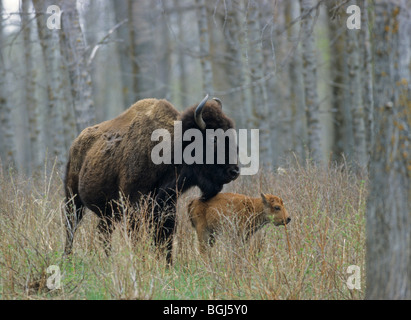 Le pianure bison - mucca e vitello / Bison bison bison Foto Stock