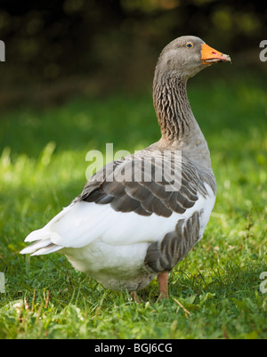 Oca di Pomerania sul prato Foto Stock