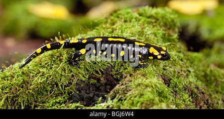 Salamandra pezzata / Salamandra salamandra Foto Stock