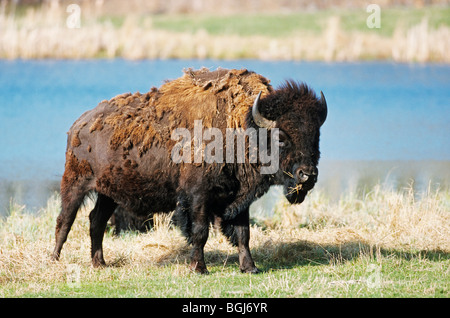 Il bisonte di legno (maschio) - In piedi / Bison bison athabascae Foto Stock