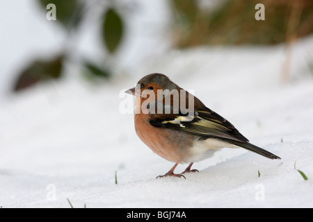 Fringuello, Fringilla coelebs, maschio singolo in piedi nella neve, Dumfries Scozia, inverno 2009 Foto Stock