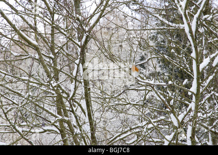 Europea di Robin in coperta di neve rami Foto Stock