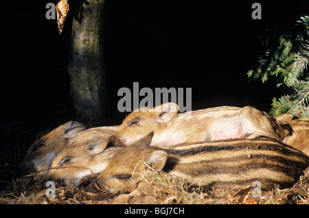 Cinghiale - shotes - Dormire / Sus scrofa Foto Stock