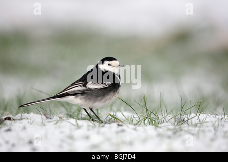 Pied wagtail, Motacilla alba yarrellii, un singolo uccello in piedi nella neve, Dumfries Scozia, inverno 2009 Foto Stock