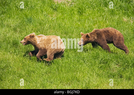 Due giovani comunità orsi bruni - in esecuzione sul prato / Ursus arctos arctos Foto Stock