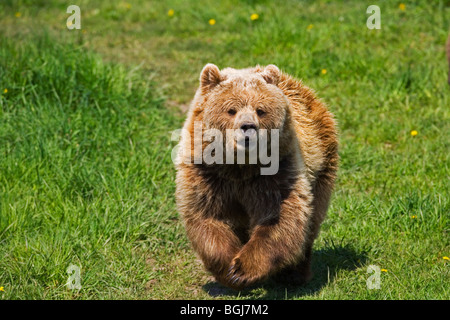 Giovani Eurasian Orso Bruno - esecuzione / Ursus arctos arctos Foto Stock