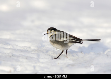 Pied wagtail nella neve Foto Stock