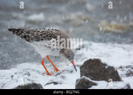 Ruff, Philomachus pugnax, un singolo uccello in piedi nella neve, Martin Mere, Lancashire, Regno Unito, inverno 2009 Foto Stock