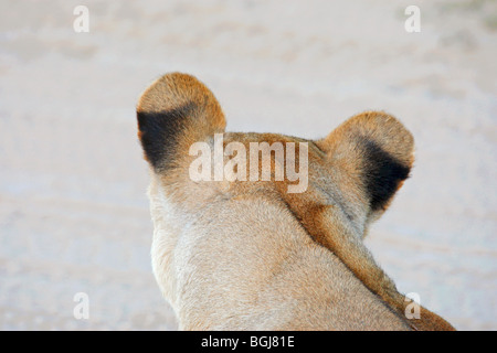 Leonessa - femmina - Ritratto / Panthera leo Foto Stock
