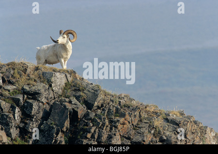 Dall pecore (maschio) - In piedi / ovis dalli Foto Stock