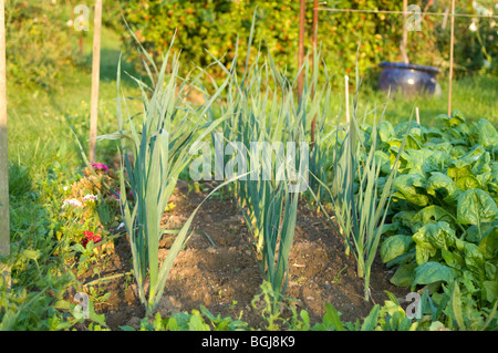 Righe di giovani porri (Allium ampeloprasum var. porrum) cresce su una trama di aggiudicazione Foto Stock