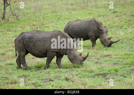 Rinoceronti Bianchi sul prato / Ceratotherium simum Foto Stock