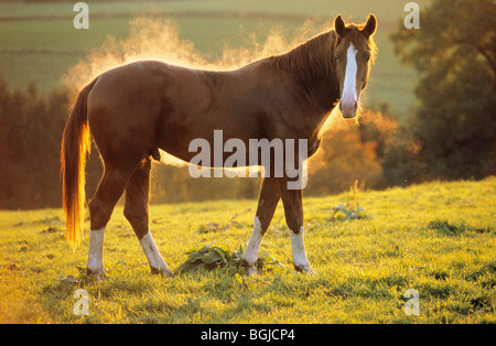 Cavallo di Vestfalia - in piedi sul prato Foto Stock