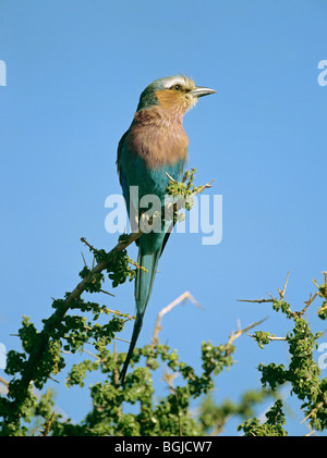 Lilla-breasted rullo (Coracias caudatus) arroccato su ramoscello Foto Stock