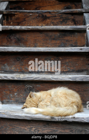 Gatto dorme sulle scale Foto Stock
