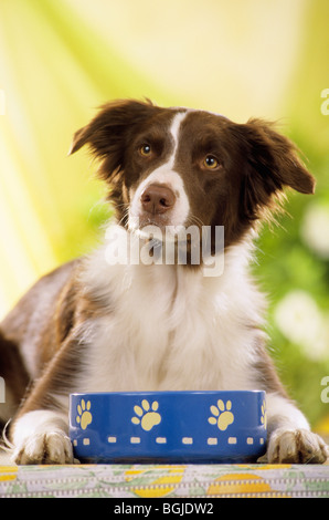 Il cane di bordo Collie giace accanto alla ciotola di alimentazione Foto Stock