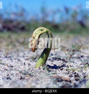 Bracken emergente dal terreno Foto Stock