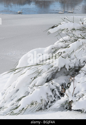 Kelso in Scozia in inverno la neve - Cigni in Tweed con boccola congelate di Ginestra Foto Stock