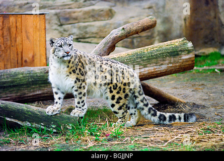 Snow Leopard (Uncia uncia, oncia) in zoo di Mosca Foto Stock