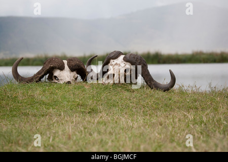 Teschi di due buffalo (syncerus caffer) a livello degli occhi su di un lato del lago del cratere di Ngorongoro in Tanzania Foto Stock