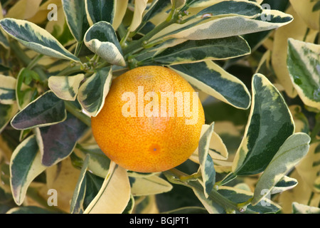 Yuzu, frutto maturo sul ramo "Citrus junos" . Foto Stock