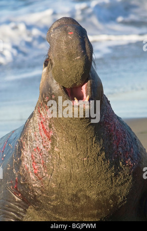 Northern guarnizione di elefante maschio adulto ruggente Foto Stock