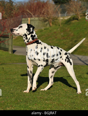 Cane dalmata Foto Stock