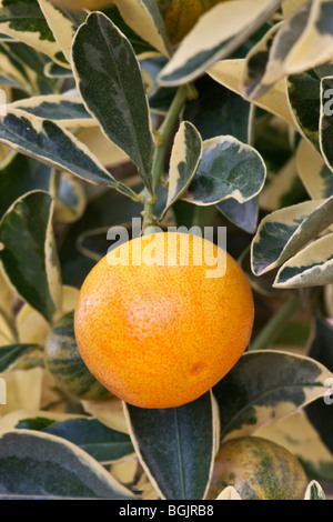 Yuzu, frutto maturo sul ramo "Citrus junos". Foto Stock