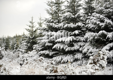Neve coperto da alberi di pino Foto Stock