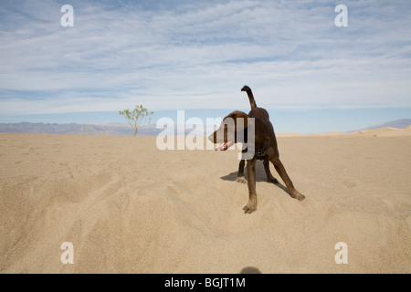 Un cioccolato Labrador cucciolo svolge sulle dune nella Valle della Morte. Foto Stock