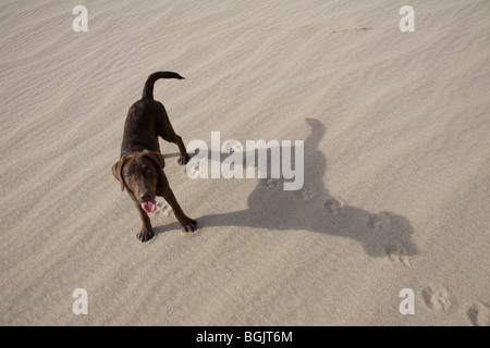 Un cioccolato Labrador cucciolo svolge sulle dune nella Valle della Morte. Foto Stock