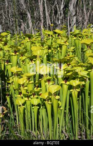 Pianta carnivora giallo o tromba brocca piante Sarracenia flava var rugelii Florida USA Foto Stock