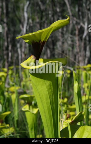 Pianta carnivora giallo o tromba brocca piante Sarracenia flava Florida USA Foto Stock