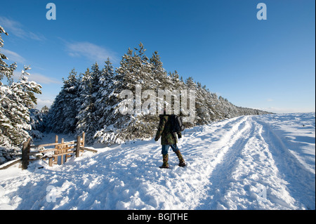 Camminatore solitario su un bridleway attraverso la brughiera in inverno Foto Stock