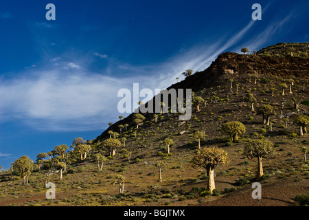 Foresta Kocurboom, Western Cape, Sud Africa Foto Stock