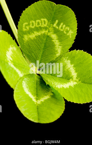 Un quattro Leafed Clover con la formulazione "Buona Fortuna" Foto Stock