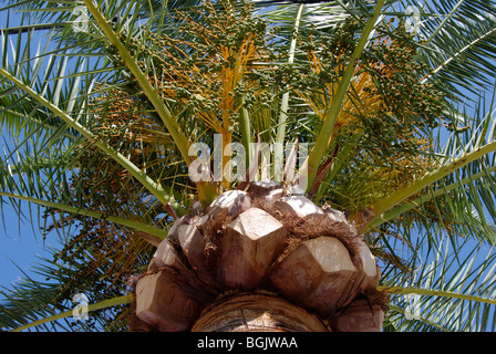 Data Palm (Phoenix dactylifera). Corona di albero con data immaturo Foto Stock