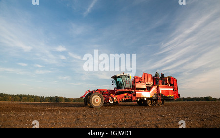 Un semovente trincia semovente di patate patate di sollevamento sotto un autunno blu cielo Foto Stock
