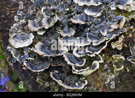 Funghi che crescono sul ceppo di albero Foto Stock
